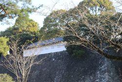 ソメイヨシノ(蓮池濠付近)