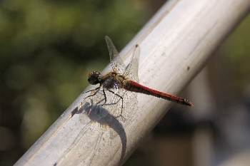 アキアカネ