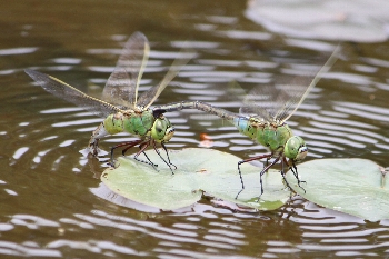 ギンヤンマ