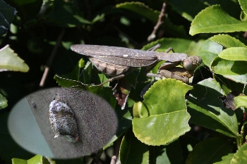 ハラビロカマキリ