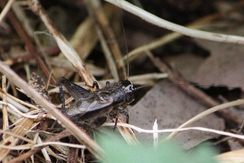 ハラオカメコオロギ