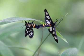 カノコガ