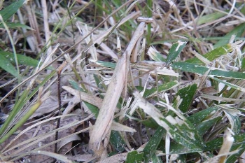 コカマキリ