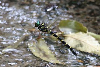 皇居東御苑の昆虫 昆虫の写真 観察地域 宮内庁