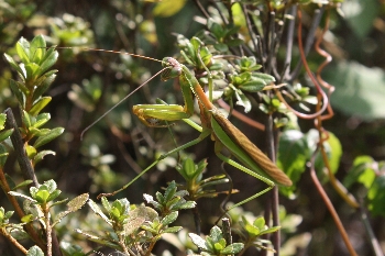 オオカマキリ