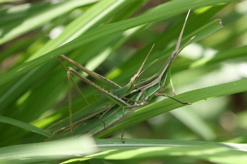 ショウリョウバッタ