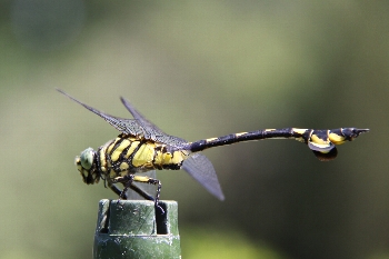 ウチワヤンマ