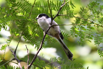 皇居東御苑の野鳥 野鳥の写真 観察地域 宮内庁