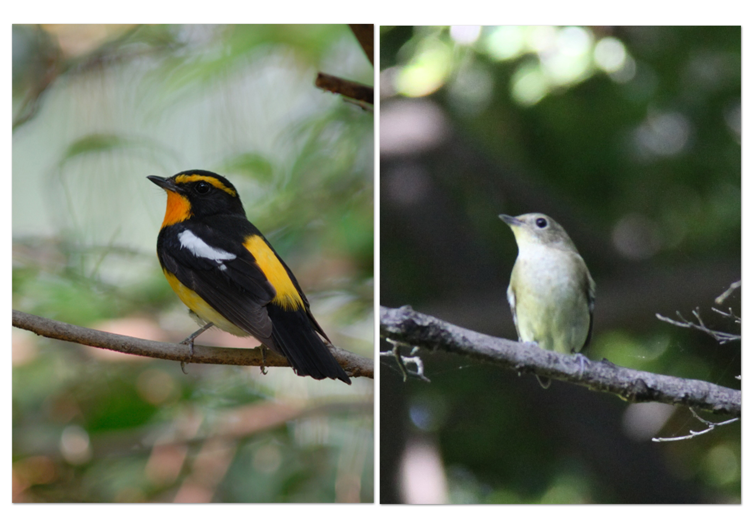 皇居東御苑の野鳥 野鳥の写真 観察地域 宮内庁