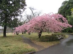 本丸桜の島のカワヅザクラ