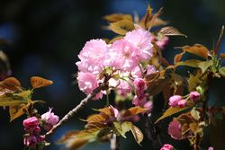 サトザクラ（関山）