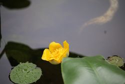 コウホネ