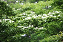 ヤマボウシ
