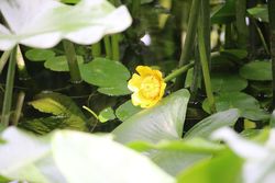 ○コウホネ