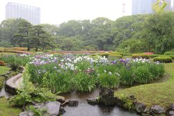 ハナショウブ