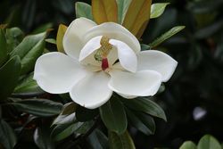 タイサンボク