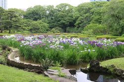 ハナショウブ
