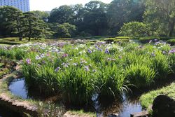 ハナショウブ