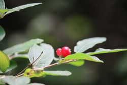 ヒョウタンボク（実）