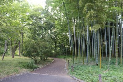 二の丸竹林