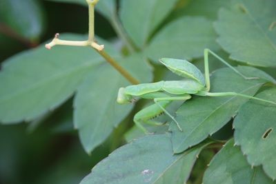 ハラビロカマキリ