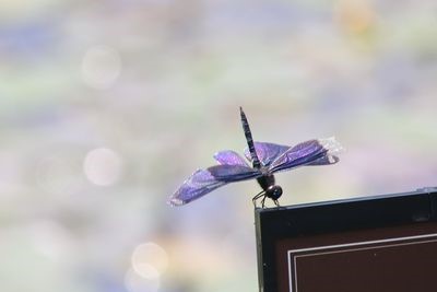 チョウトンボ