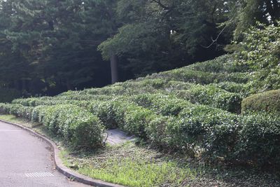 茶畑