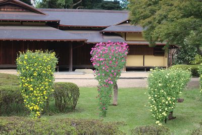懸崖菊