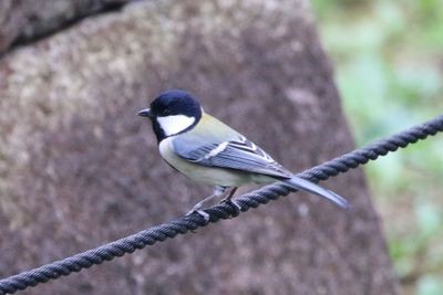 シジュウカラ
