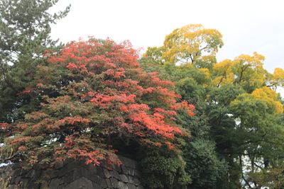 ハゼノキ・エノキ（紅葉）