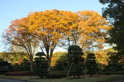 ケヤキ（紅葉）