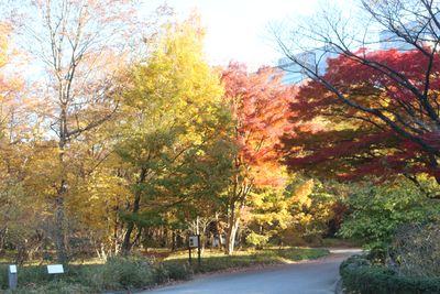 イチョウ（紅葉）