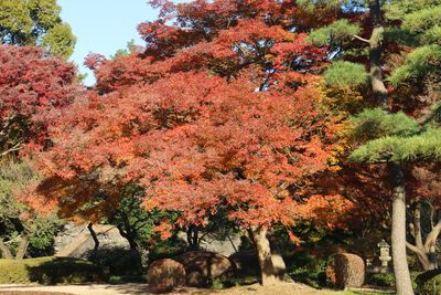イチョウ（紅葉）