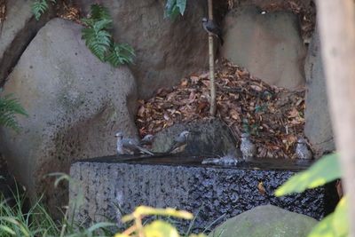 ジョウビタキ（雌）
