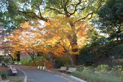 モミジの紅葉