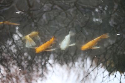 ヒレナガニシキゴイ