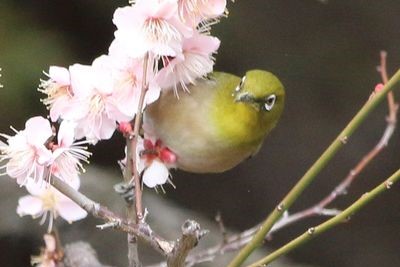 梅林坂のメジロ