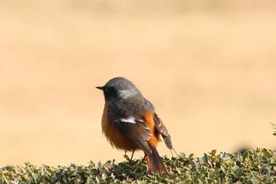 ヒレナガニシキゴイ