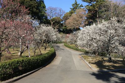 梅林坂のウメ