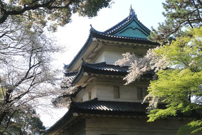 二の丸池周辺のメジロ