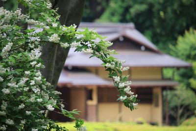 二の丸雑木林のウツギと諏訪の茶屋