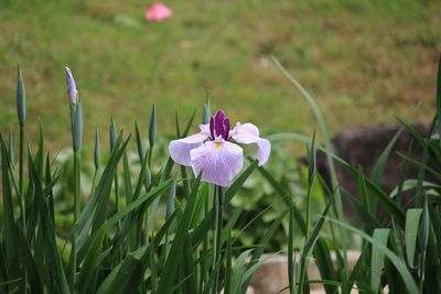 菖蒲田のハナショウブ