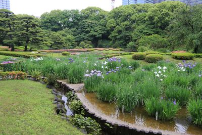 ハナショウブ開花状況