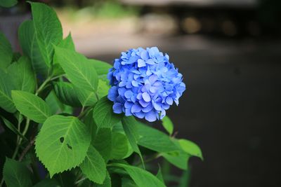 富士見多聞周辺のアジサイ