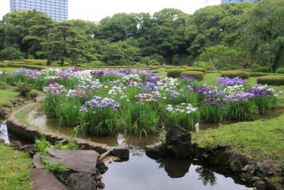 ハナショウブ開花状況