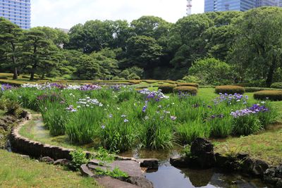 ハナショウブ開花状況