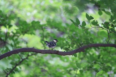 巣立ち直後のシジュウカラ(若鳥)