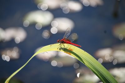 二の丸池のショウジョウトンボ