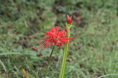 ヒガンバナの開花