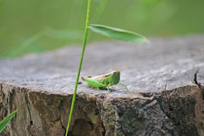 二の丸雑木林のコバネイナゴ